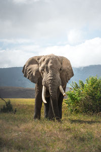 View of elephant on field against sky