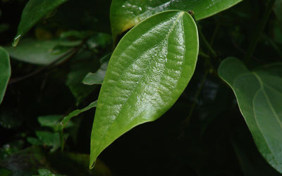 Close-up of fresh green leaf