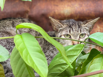 Close-up of a cat