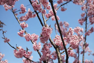 Low angle view of cherry blossom