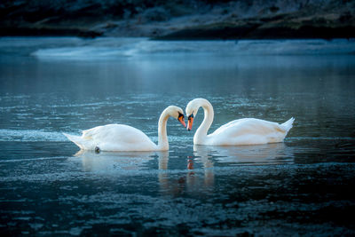 Swan swimming in lake