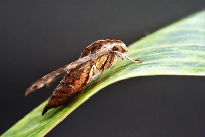 Close-up of adult moth 