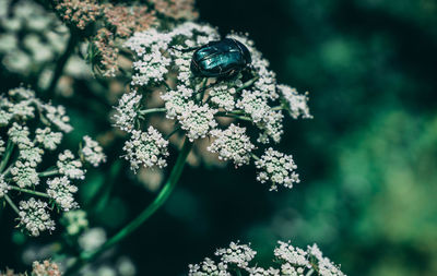 Close-up of rose beetle on flower. 