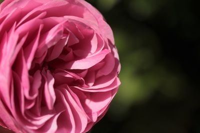 Close-up of pink rose