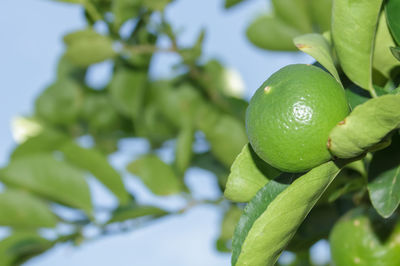 Close-up of fruit growing on tree