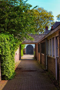 Narrow pathway along trees