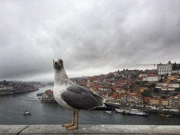 Seagull perching on city against sky