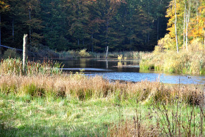 Scenic view of lake