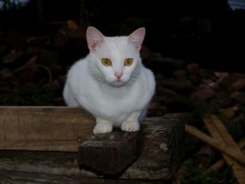 Close-up portrait of cat