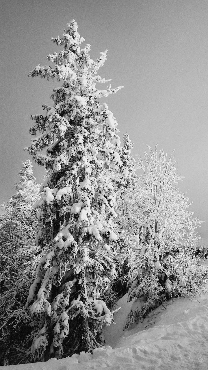 SNOW COVERED TREE AGAINST SKY