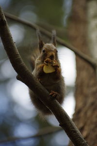 Portrait of squirrel on branch