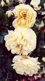 Close-up of fresh rose flowers