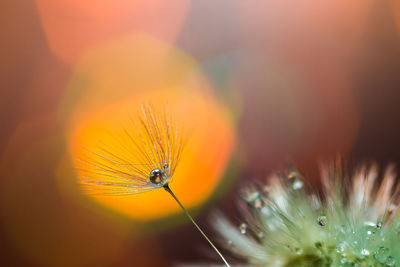 Close-up of insect on flower