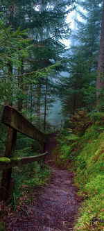 Trail amidst trees in forest