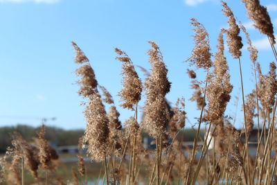 Low angle view of stalks in field against clear sky