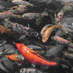 Koi pond in bali