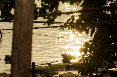 Reflection of trees in water