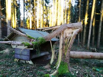 Close-up of tree trunk in forest