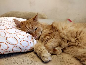 Cat sleeping on bed at home
