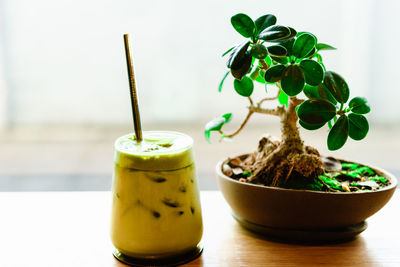 Close-up of potted plants on table