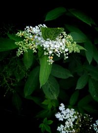 Close-up of white flowers