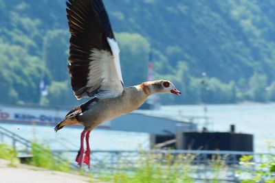 Close-up of bird against lake