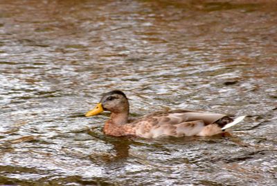 Close-up of duck swimming in lake