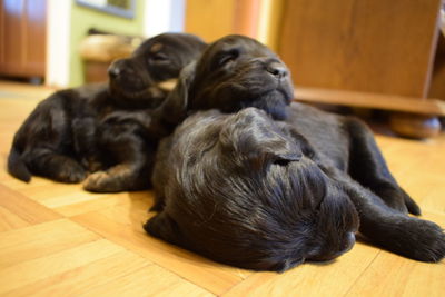 Dog sleeping on hardwood floor