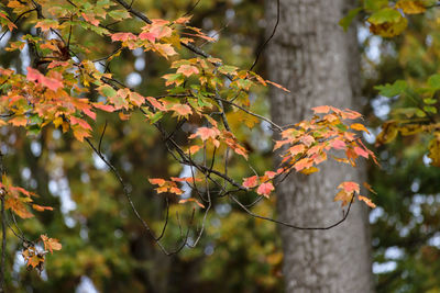 Close-up of autumn leaves on tree