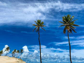 Low angle view of palm trees against sky