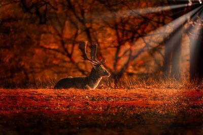 Deer basking in the sunlight