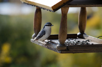Close-up of birds perching on wooden table