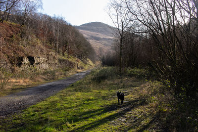 View of a horse on road