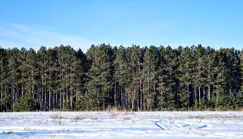 Row of winter trees in winter snow