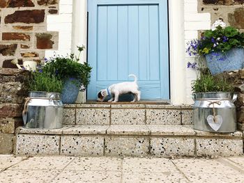 Dog and cat on brick wall