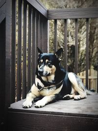 Close-up of dog relaxing on wood