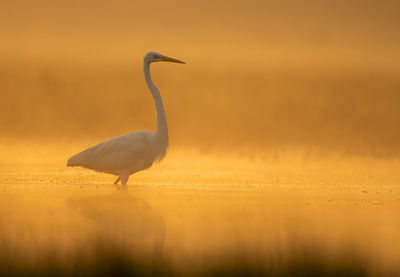 Great white heron in sunrise in misty morning