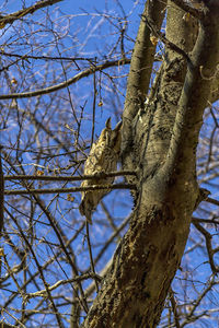 Low angle view of bare tree