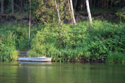 Scenic view of river with trees in background