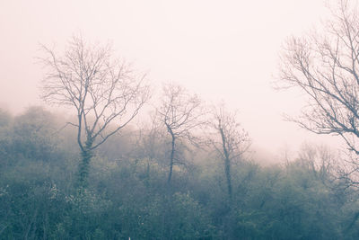 Bare trees in foggy weather