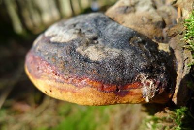 Close-up of mushroom growing on field