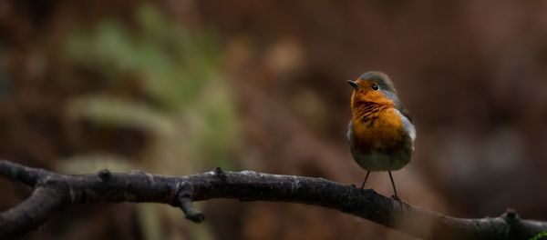 Close-up of bird perching on branch