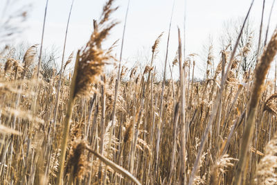 Close-up of stalks in field