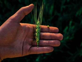 Cropped hand of man holding crop