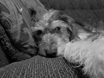 Close-up of puppy sleeping