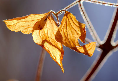 Close-up of dry leaf against blurred background