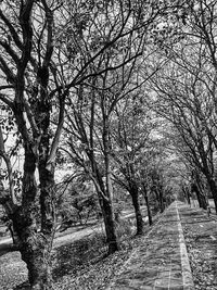 Bare trees on landscape against sky