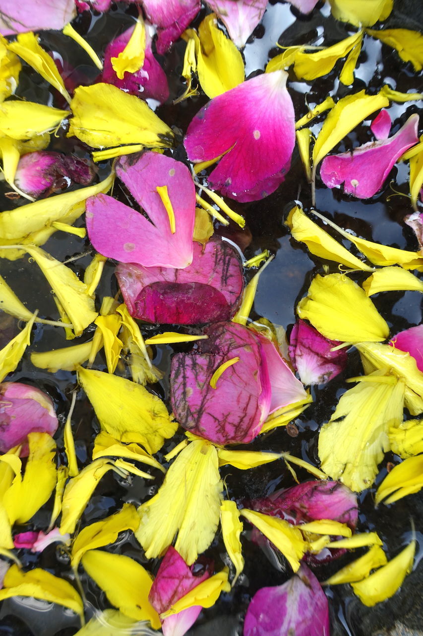 HIGH ANGLE VIEW OF FRESH PURPLE FLOWERING PLANTS