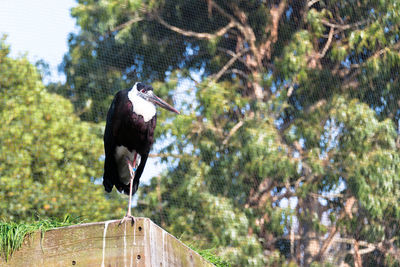 Close-up of bird perching on tree