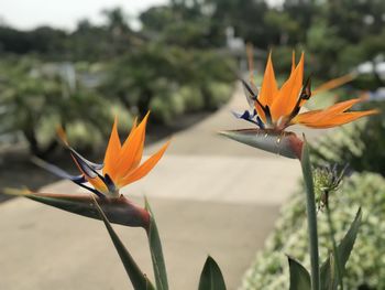 Close-up of orange flower